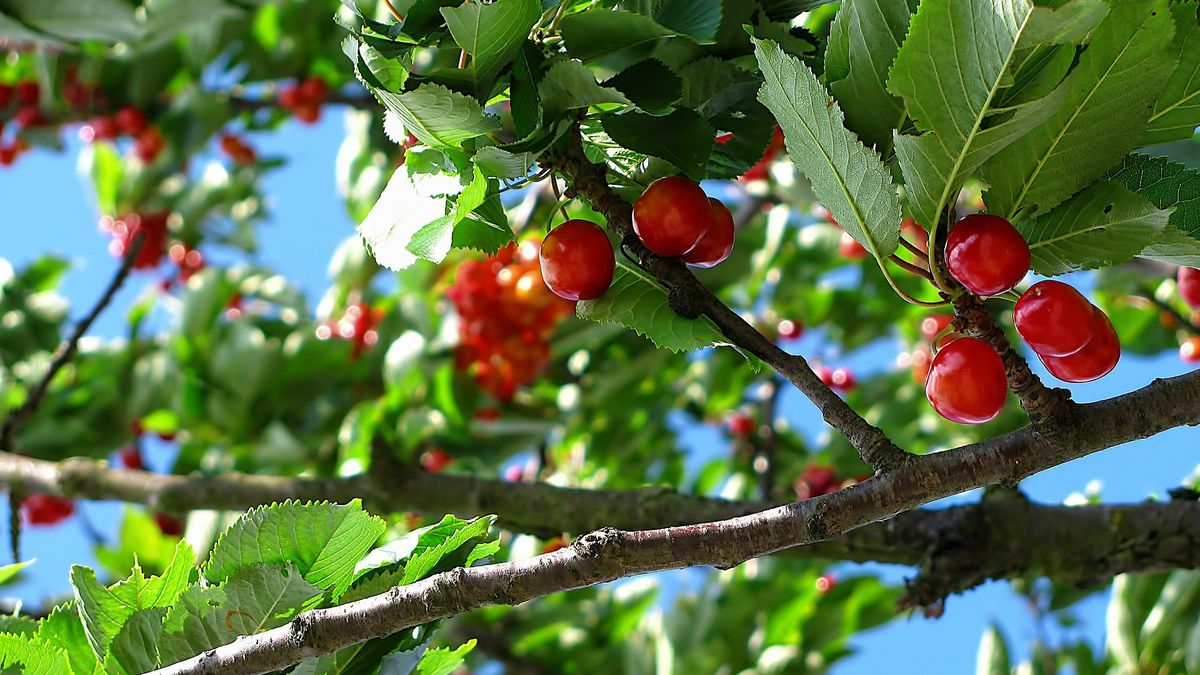 Ve Valašském Meziříčí bude vystaveno přes 200 tradičních i novošlechtěných odrůd ovoce